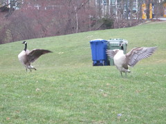 Branta canadensis