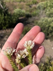 Aspalathus globulosa