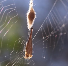 Arachnura higginsi