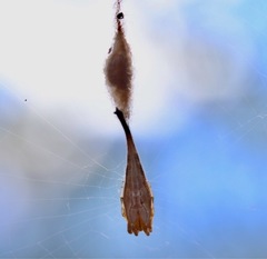 Arachnura higginsi