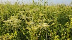Eriogonum multiflorum