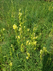 Linaria
