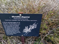 Muraltia dispersa