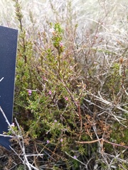 Muraltia dispersa
