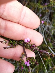 Muraltia dispersa