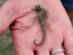 Hippocampus capensis