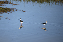 Himantopus mexicanus
