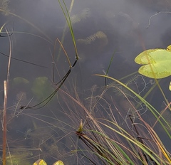Utricularia intermedia