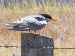 Chlidonias albostriatus