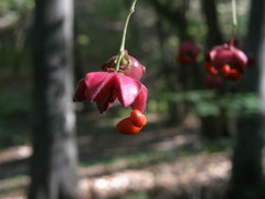 Euonymus leiophloeus