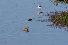 Amazonetta brasiliensis