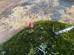 Utricularia menziesii