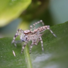Arachnida