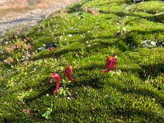 Utricularia menziesii