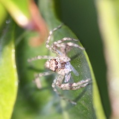 Arachnida