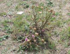 Onopordum illyricum illyricum