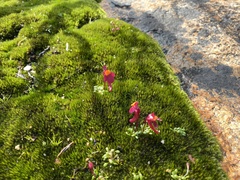 Utricularia menziesii