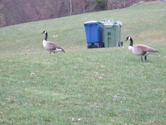 Branta canadensis