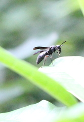 Anterhynchium flavomarginatum