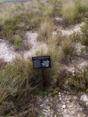 Pentameris eriostoma