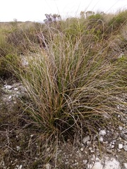 Pentameris eriostoma