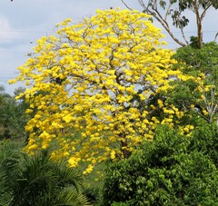 Handroanthus chrysanthus