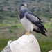 Black-chested Buzzard-Eagle - Photo (c) Leandro Alvarez, some rights reserved (CC BY-NC-SA)