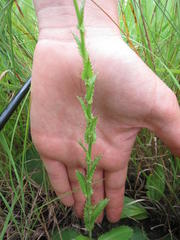 Alepidea acutidens dispar
