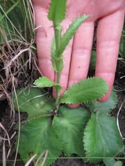 Alepidea acutidens dispar