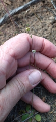 Gymnodiscus capillaris