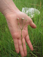 Alepidea acutidens dispar