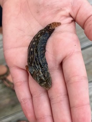 Chasmodes bosquianus
