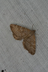 Chrysolarentia