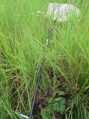 Alepidea acutidens dispar