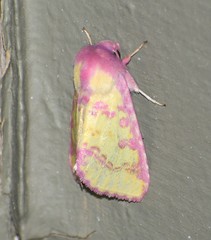 Psectrotarsia suavis