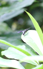 Anterhynchium flavomarginatum