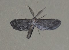 Glaucina nota