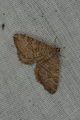 Chrysolarentia