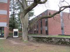 Ulmus