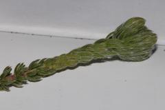 Aspalathus triquetra