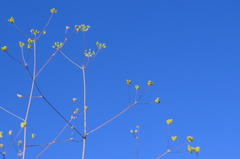Chamarea gracillima