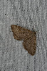 Chrysolarentia