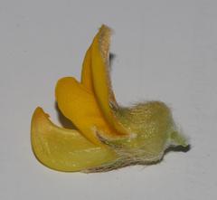 Aspalathus triquetra