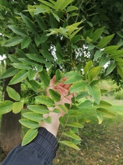 Magnoliopsida