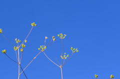 Chamarea gracillima