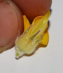 Aspalathus triquetra