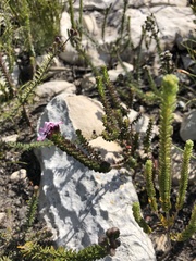 Adenandra rotundifolia