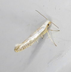 Argyresthia subreticulata
