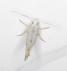 Argyresthia subreticulata