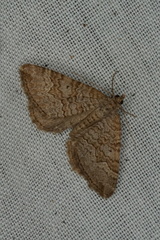 Chrysolarentia